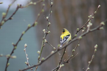 Gold Finch on a branch