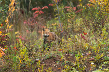 Red Fox (Vulpes vulpes) Stands in Weeds Looking Right Autumn
