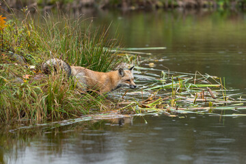 Naklejka na ściany i meble Amber Phase Fox (Vulpes vulpes) Stands in Water at Edge of Island Autumn