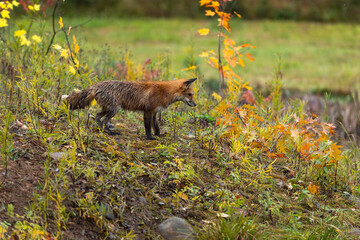 Red Fox (Vulpes vulpes) Looks Down Side of Island Autumn