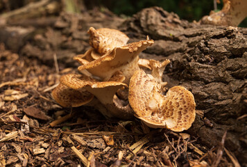 Pheasant's Back fungus growing on a felled tree branch