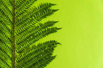 fern leaf with green background