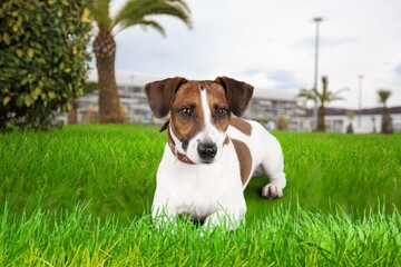 Cute dog walking at park with green grass, Pet care
