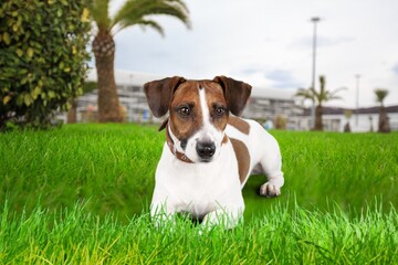Cute dog walking at park with green grass, Pet care