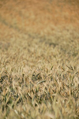 General and boucolic view of a wheat field between spring and summer