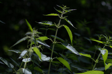 Thickets of nettles. Urtica dioica - common nettle. Fresh nettle leaves. Medicinal plant. Blurred...