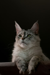 Portrait of a beautiful Maine Coon cat with green eyes. Close-up.