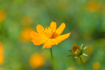 キバナコスモス