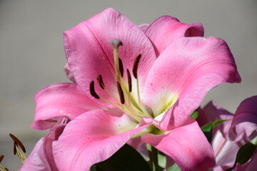 Fototapeta na wymiar Big pink beautiful lily close up