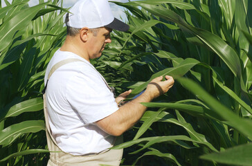 A farmer inspects a field with growing corn, looks at the leaves.