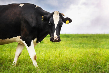 A black cow on a green meadow against the blue sky, looks into the frame.