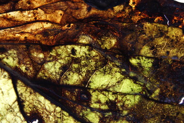 Hoja vieja de la planta de Hortensia para jardines ornamentales en estado de descomposiciòn, con amarillos y marrones en sus venas, forma una maraña de texturas abstractas para fondos naturales