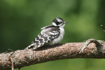 Female Downy woodpecker on branch with feathers fluffed up