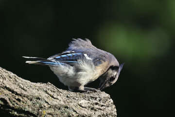 Blue Jay on branch on summer day