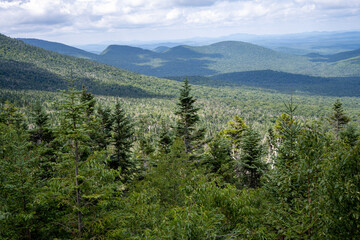 Forest in the Adirondacks Mountains