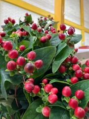 planta con frutos rojos