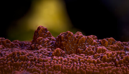 Red montipora with white polyps. Montipora Neon Polyp True Undata - (Montipora undata). Coral in aquarium. Undersea world. Life in a coral reef. © Armensl