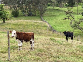 Dos vacas en el campo negra y blanca con marr&oacute;n potrero verde