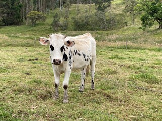 Vaca blanca con pintas negras en el campo potrero de pastaje
