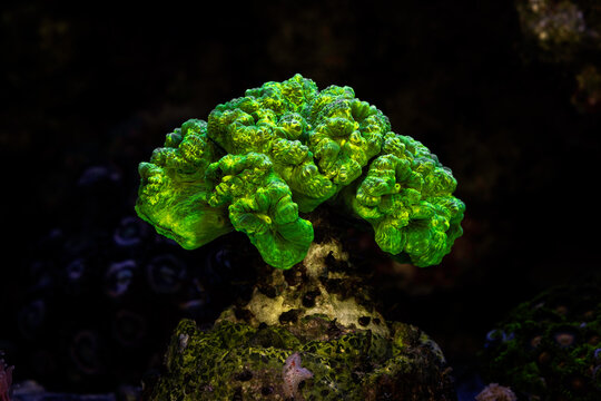 Caulastrea neon coral. Caulastrea furcata. Coral in aquarium. Undersea world. Life in a coral reef.