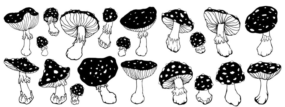 Large collection of sketches of forest mushrooms fly agaric.Vector graphics