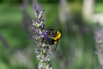 bee on a flower of lavender