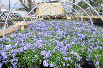 violet flowers shop