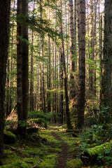Fototapeta na wymiar Trail through a dense green and mossy forest