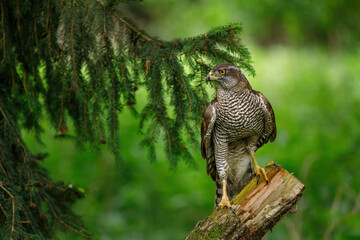 Hunting hawk in forest. Northern goshawk, Accipiter gentilis, perched on branch in spruce forest. Majestic raptor in wild spring nature. Beautiful noble bird with orange eyes. Hawk in natural habitat. - obrazy, fototapety, plakaty
