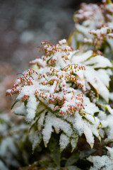 Pieris Japonica bush buds in the snow