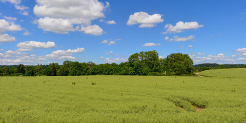 Obraz premium Kornfeld bei Engen im Landkreis Konstanz in Baden-Württemberg