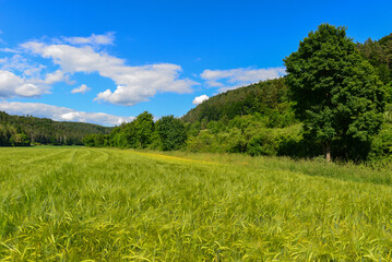 Fototapeta premium Kornfeld bei Engen im Landkreis Konstanz in Baden-Württemberg