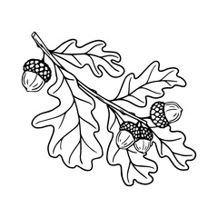 Graphic sketch of an oak tree branch with acorns.Vector graphics.