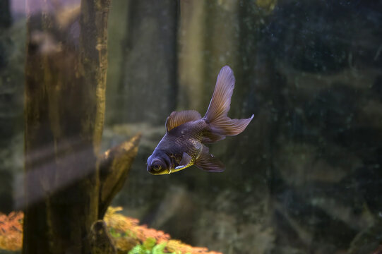 large black moor veiltail goldfish in aquarium
