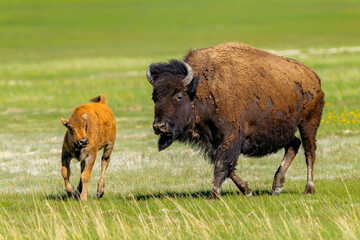 American bison mother and baby are roaming around in Yellowstone national park. 