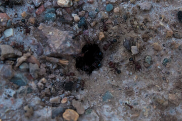 anthill entrance on dirt floor