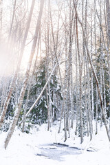 Snowy forest at winter surrounding a small ice patch