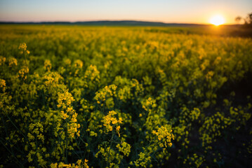 Obraz premium beautiful flowers in the summer meadow