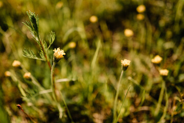 beautiful flowers on a summer meadow, amazing nature