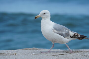 Seagull in the Sand
