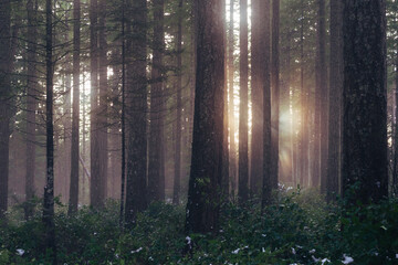 Fototapeta na wymiar Mysterious light coming through hazy forest