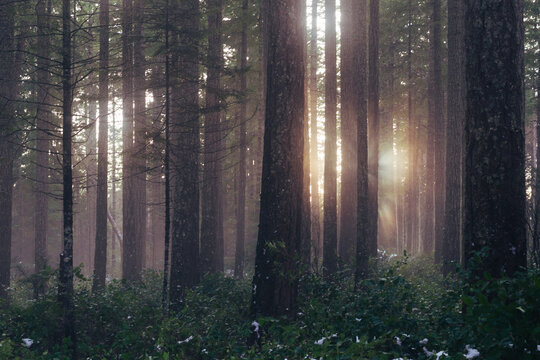 Mysterious light coming through hazy forest