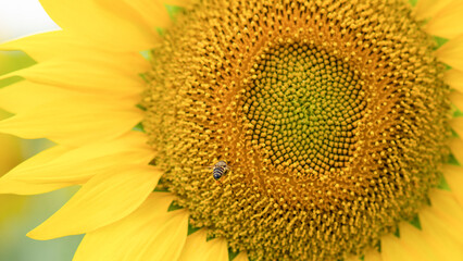 A bee with nectar on its paws flies to a sunflower. In summer, a bumblebee and a bee on a sunflower collect nectar. A bee and a bumblebee on a sunflower bloom in an agricultural field, close-up.