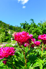 Rote Pfingstrosen (Paeonia)