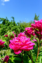 Rote Pfingstrosen (Paeonia)