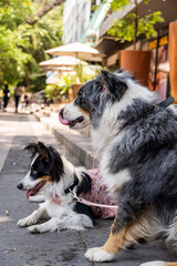 Fototapeta premium two dogs together. Happy Border Collie on the street watching people passing