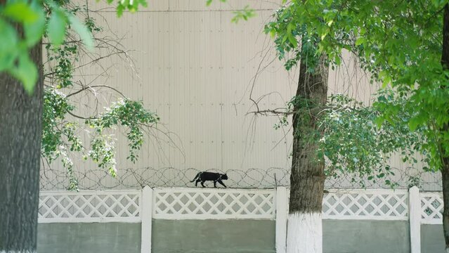 Black cat goes inside round barbed wire at the top of a concrete fence. Homeless animal goes along the border of the building of a strict regime between green trees.