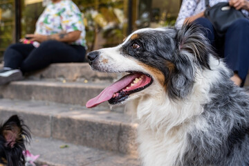 two dogs together. Happy Border Collie on the street watching people passing