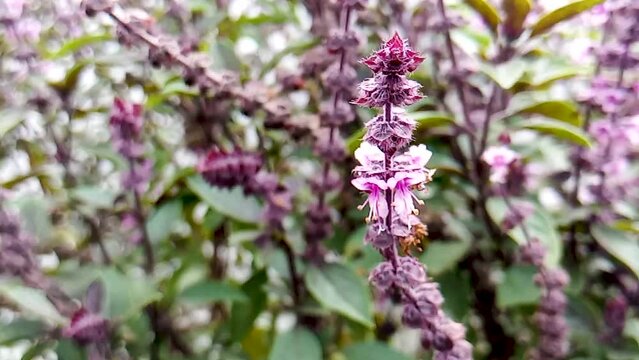 Bee pollinating basil flowers in an organic garden illuminated by natural sunlight outdoors. Space for relaxation and meditation.