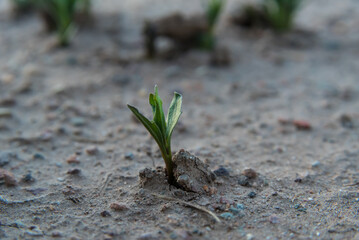 autochthonous vegetation growing in sandy soil